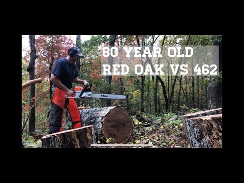 80 Year old Red Oak vs STIHL 462 Pro Saw