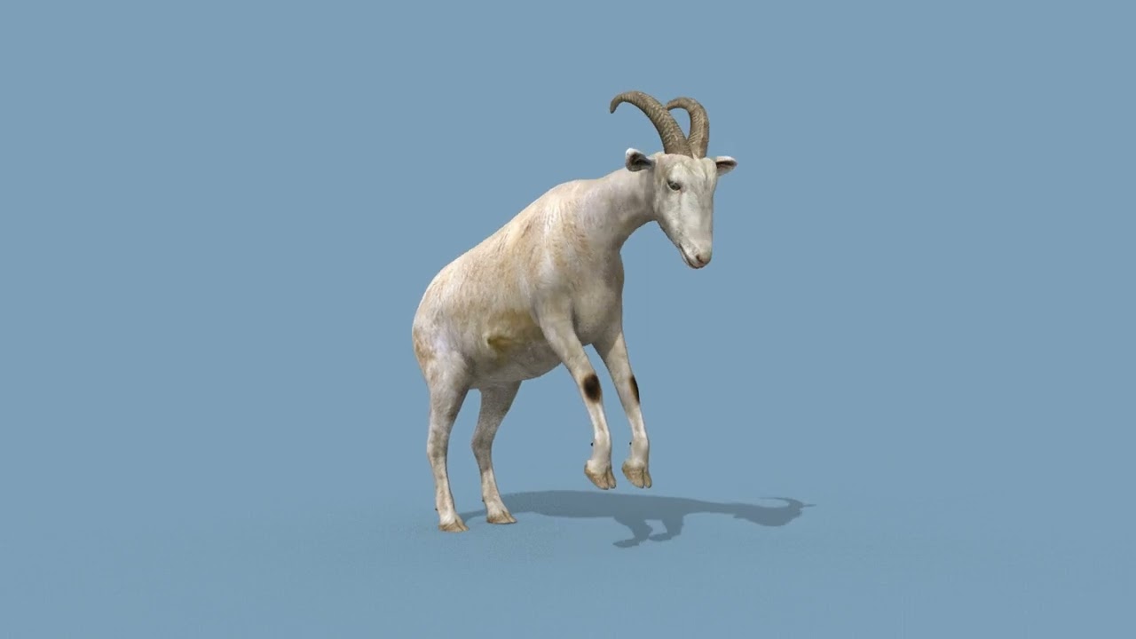 Top Goat 8K - 3d animated 3D Model