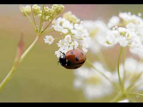 Gerhard Schöne - Klang der Stille
