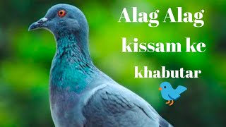 Har kissam ke khabutar's | #pigeons |#Hamedvolgs