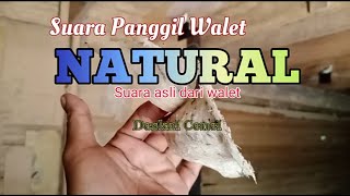 Download lagu Suara Panggil Walet Natural asli suara walet mp3