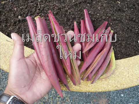 การเพาะเมล็ดชวนชม