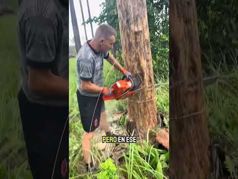¡La motosierra se atascó y tuvo que derribar el árbol a la fuerza! #shortvideo
