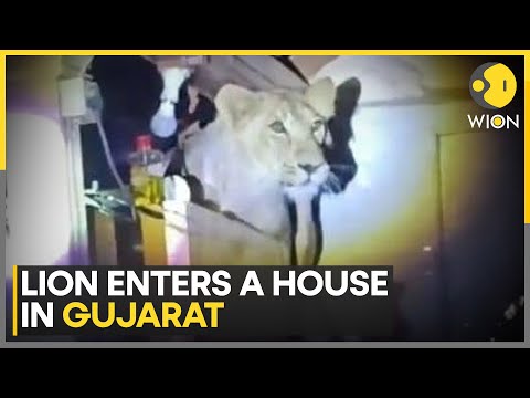 India: Lion Enters A House In Gujarat's Amreli Village | World News | WION