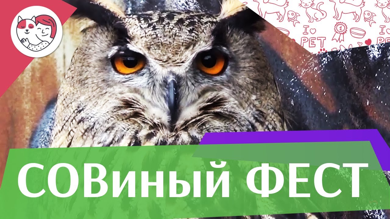 Совиный фестиваль на ilikepet