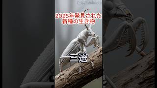 シロガネカマキリムシ #カブトムシ#クワガタ #昆虫 #特有種