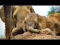 Murera's Calf Mwana Turns One Year Old | Sheldrick Trust