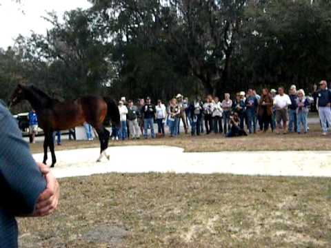 First Dude - 2012 Double Diamond Stallion Show