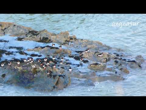 Oystercatchers / Piod Môr 20.04.19
