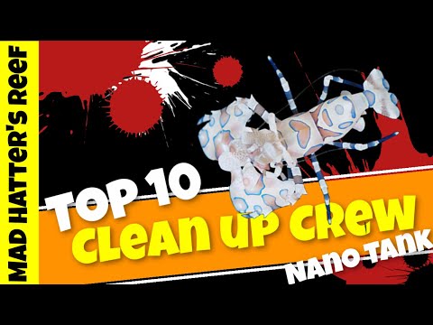 Top 10 Nano Reef Clean Up Crew