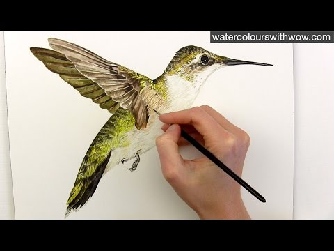 How to paint realistic hummingbird feathers in watercolor by Anna Mason