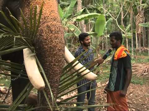 Nattukuttam  Sreekesh