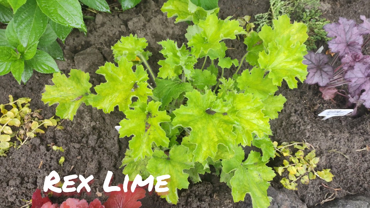 Гейхера сорт Rex lime