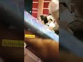 Kangna Ranaut Hot Shorts Video