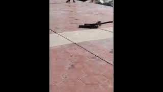 Agarran tremendo viboron en Paseo de Las Escolleras de Playa Miramar