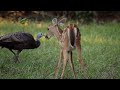 Turkeys Play With Deer And Squirrels BBC Earth