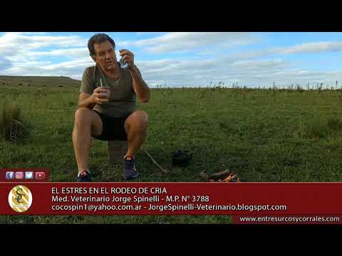 Dr. Jorge Spinelli - El estrés en el rodeo de cría