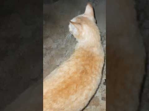 #cat Y&ecirc;u n&oacute; lắm!