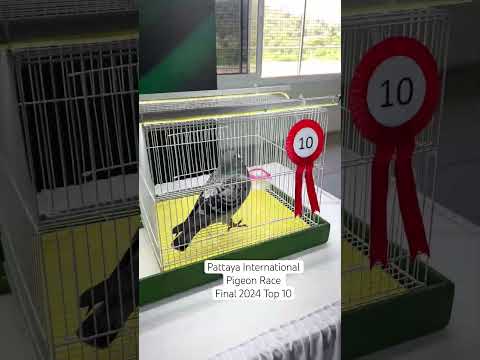 Pattaya International Pigeon Race ‘24 Final Top 10 #pigeonrace #pigeonlove #pattaya2024