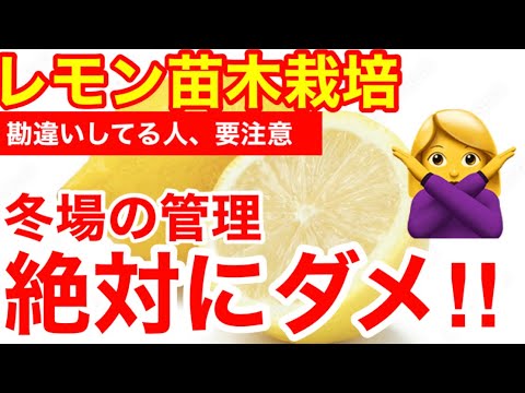 レモンの木の越冬: 最も重要なヒント 植物