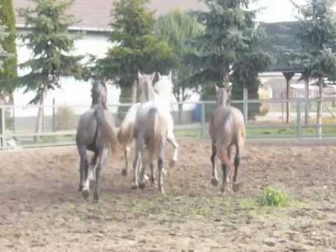 2012 11 16 18   223 Tapioszentmarton