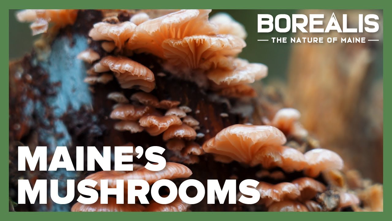 The Mysterious Universe of Maine's Mushrooms | Borealis