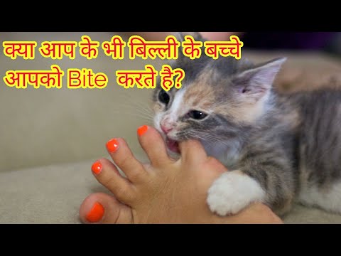What to do if kitten Bites you? Arbina Persian Cattery