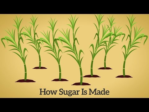 サトウキビ糖はどのようにして作られるのか (How Cane Sugar Is Made)