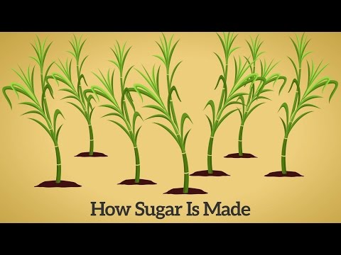 How Cane Sugar Is Made