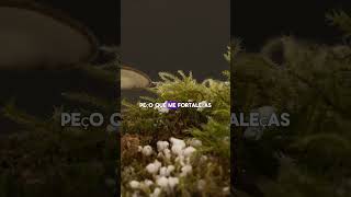 Oração da Manhã - Poderosa para começar bem o dia #oração #deus #jesus #biblia