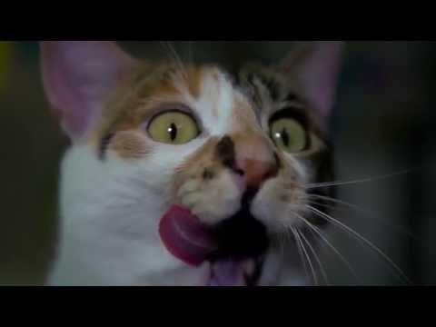Корм Brit Care Cat Monty Indoor для кошек, живущих в квартире