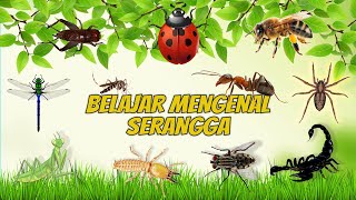 Download lagu MACAM MACAM SUARA SERANGGA mp3