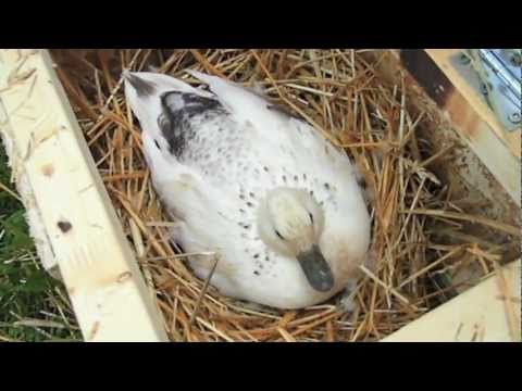 download lagu mp3 mp4 Egg Swap, download lagu Egg Swap gratis, unduh video klip Egg Swap