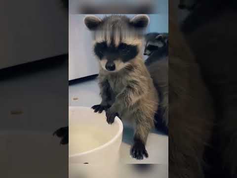 Man Rescues Three Baby Raccoons, Raises Them as Family  #animals