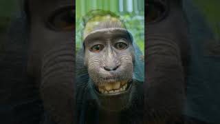 Download lagu TERNYATA TIDAK MIRIP YA #wajah #monyet #lucu #ngakak #shorts mp3 Download lagu TERNYATA TIDAK MIRIP YA #wajah #monyet #lucu #ngakak #shorts mp3