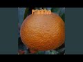 Primitivo