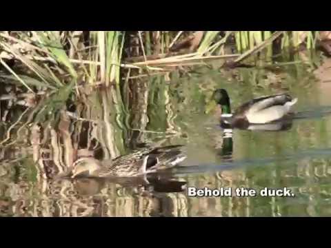 download lagu mp3 mp4 Ogden Nash The Duck, download mp3 Ogden Nash The Duck free download, download mp3 Ogden Nash The Duck