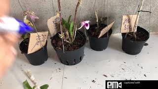 Hoa Lan rừng Kiến phi điệp - Kiếm phiên sáng 3-5-2021 em Ngọc Sđt 0962237739