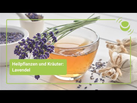 Lavendel – Alles, was du über seine Wirkung wissen solltest.