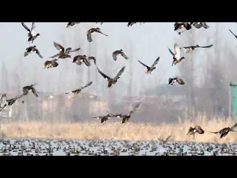 Most Beautiful video on YouTube #Watch and subscribe channel#Ramsar site Hokersar wetlands