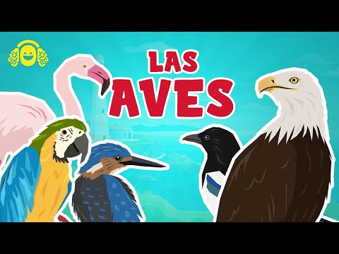 LAS AVES para niños. Los animales VERTEBRADOS. Ciencias para niños.Vídeos educativos.