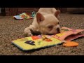 French Bulldog dogs for sale: Valentine - Video 1