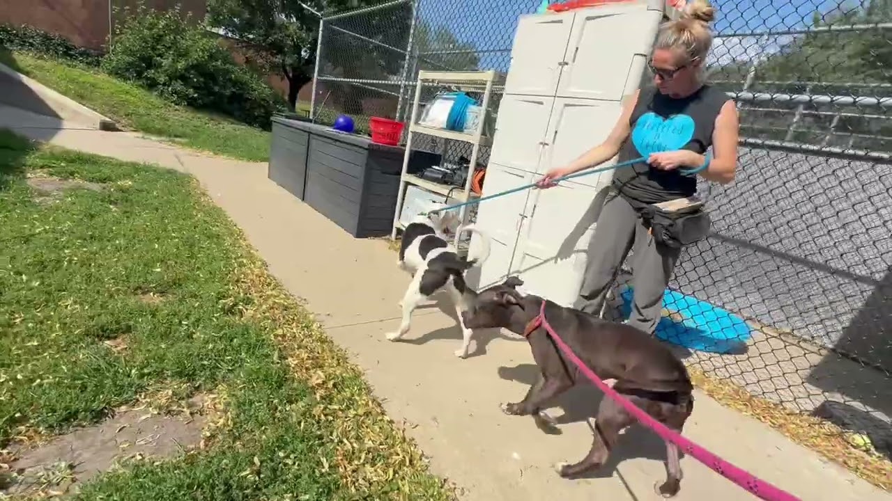 Hitchhiker's Leash Test