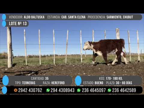 LOTE 13  | Terneras Hereford