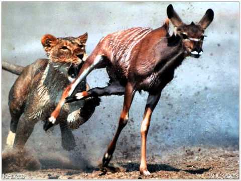 Geesink -  Catch you ( Kosheen )