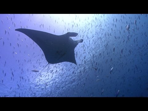 The High Seas Need Protection Now