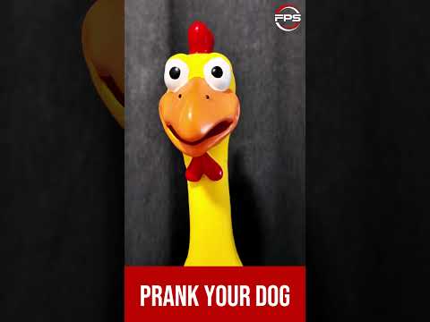 Sounds to Prank Your Dog  #shorts #prank  #viralvideo