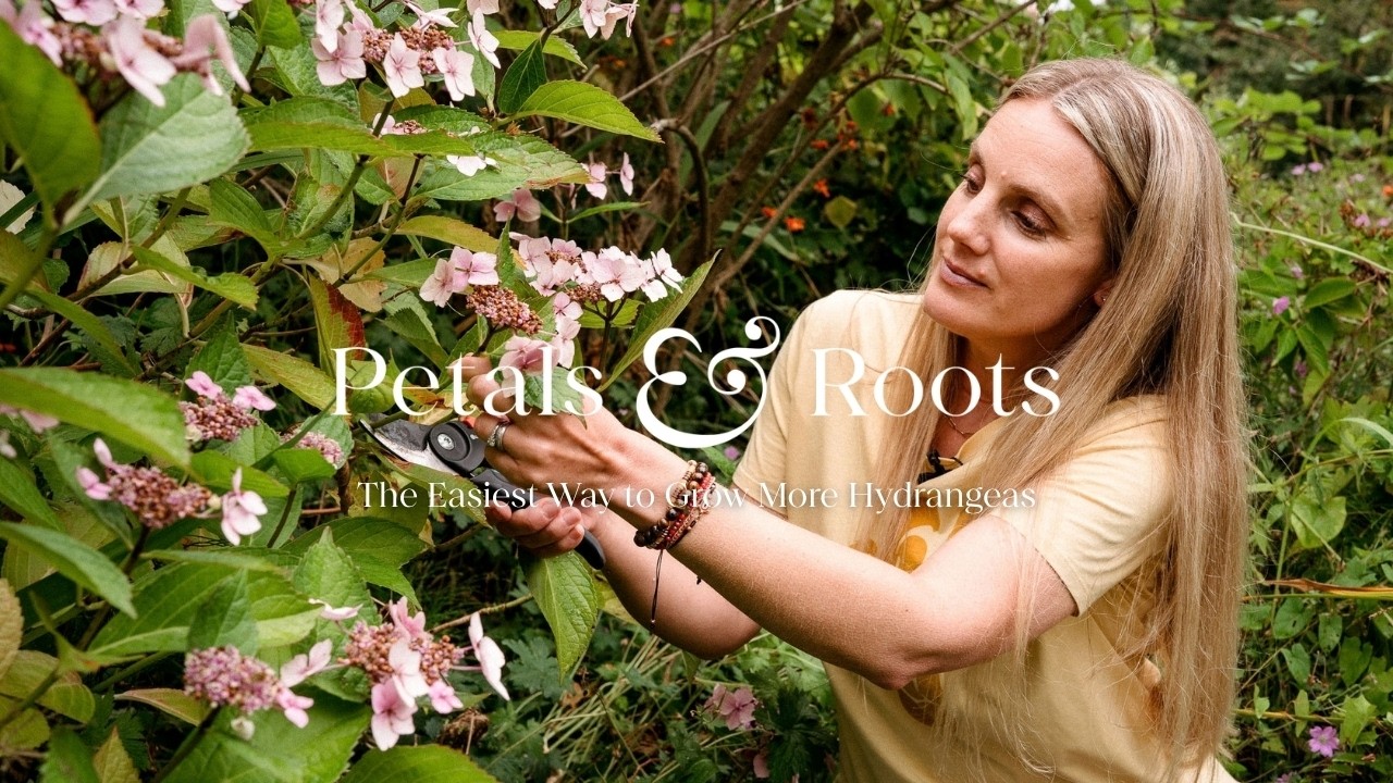 The Easiest Way to Grow More Hydrangeas | Petals & Roots: Episode 57 - YouTube