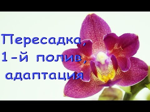 ОРХИДЕЯ ph.Tying Shin 'Smart' "бабочка":ПЕРЕСАДКА из ТОРФ.стаканчика+состояние через 2месяца и 8дней