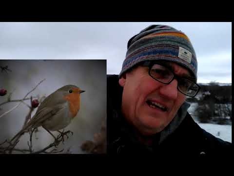 Rödhake och Gärdssmyg .